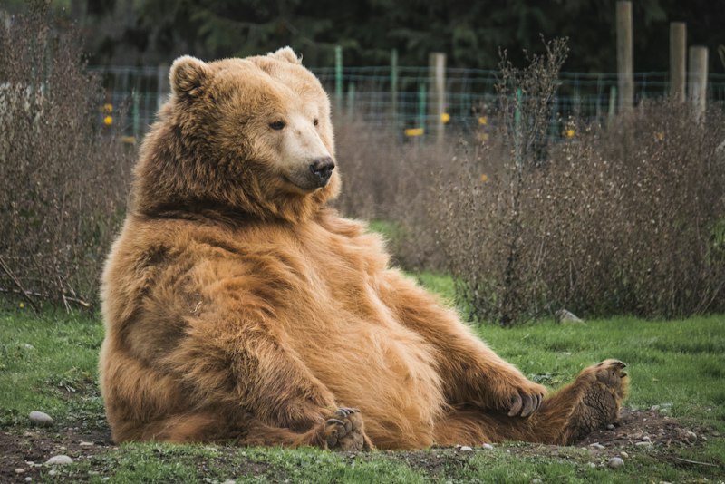 Grizzly bear