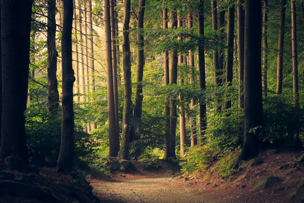 Ancient forest protected by Bear.cd