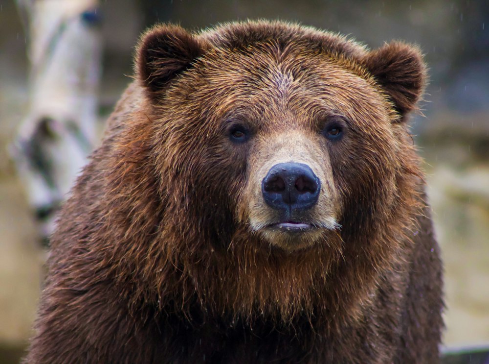 Bear cub