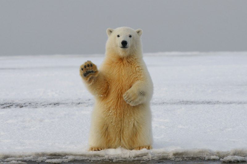 Polar bears